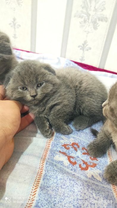 Mushukchalar sotiladi srochno skottish fold seriy 2 ta qiz 1 ta ôĝil