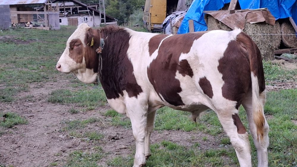 De vinzare taur bălțată r