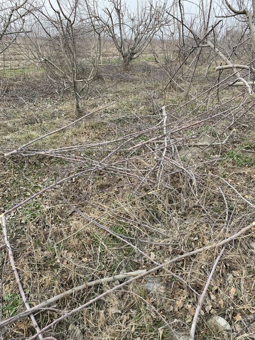 Олмани утини текинга берамиз