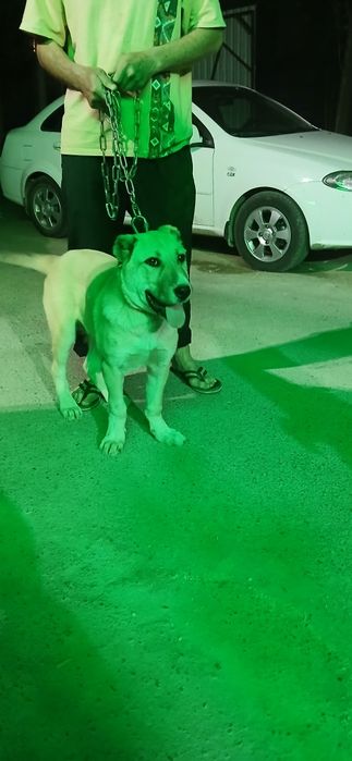 Алабай.  3.5 месяца.  Мальчик