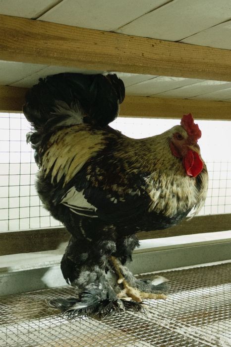 Продаётся петух годовалый