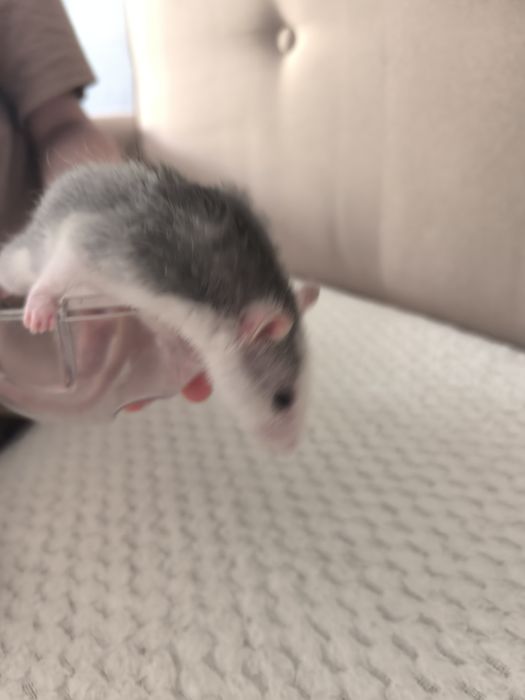 Продам крыс. Чистые ухоженные.