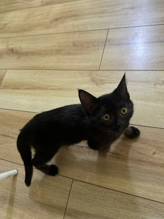 Котенок в добрые руки