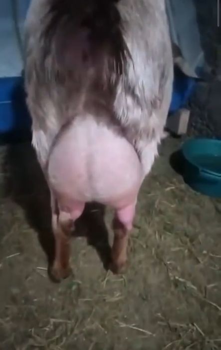 Англонубиская ешкі ерке лағымен