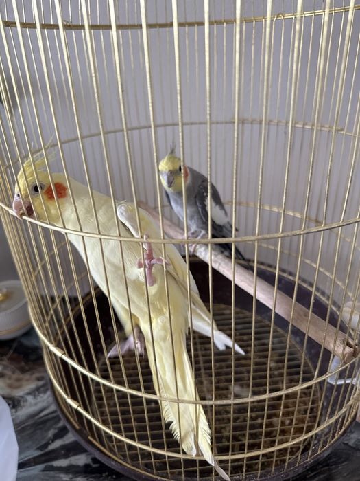 2 попугай мальчик и девочка