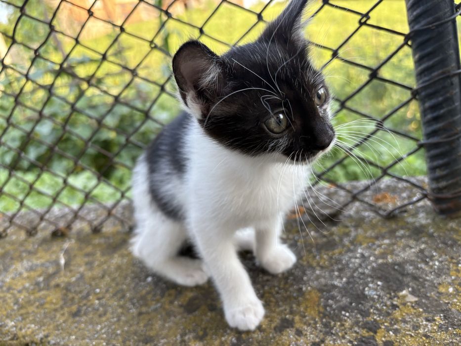 Oferim spre adoptie 3 pisici  jucause care abia astepta un camin calduros