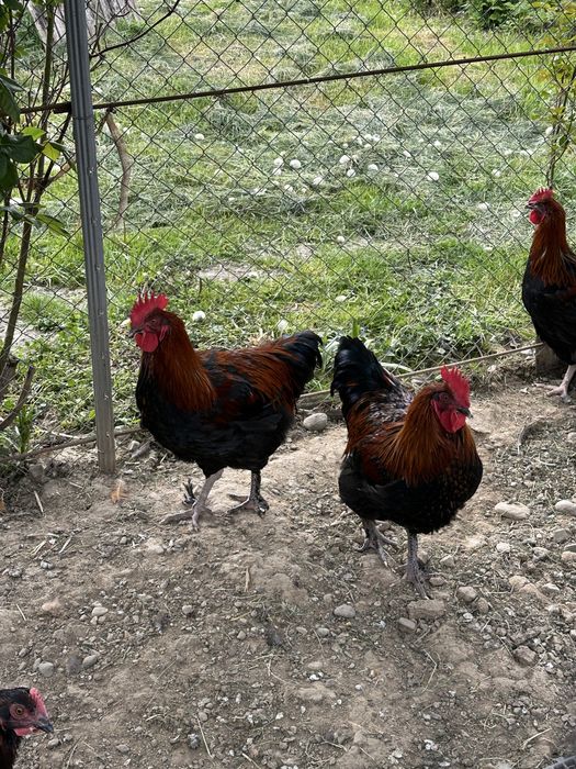 Cocosi marans negru aramiu