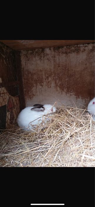 Iepuri cap de leu de vanzare