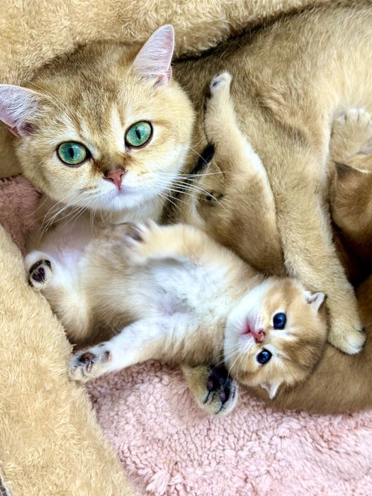 Продаются котята. Золотистые шиншиллы