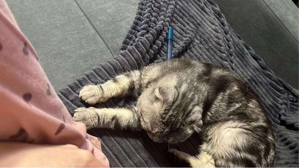 Кот британец вислоухий