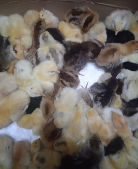 Продам циплят разные