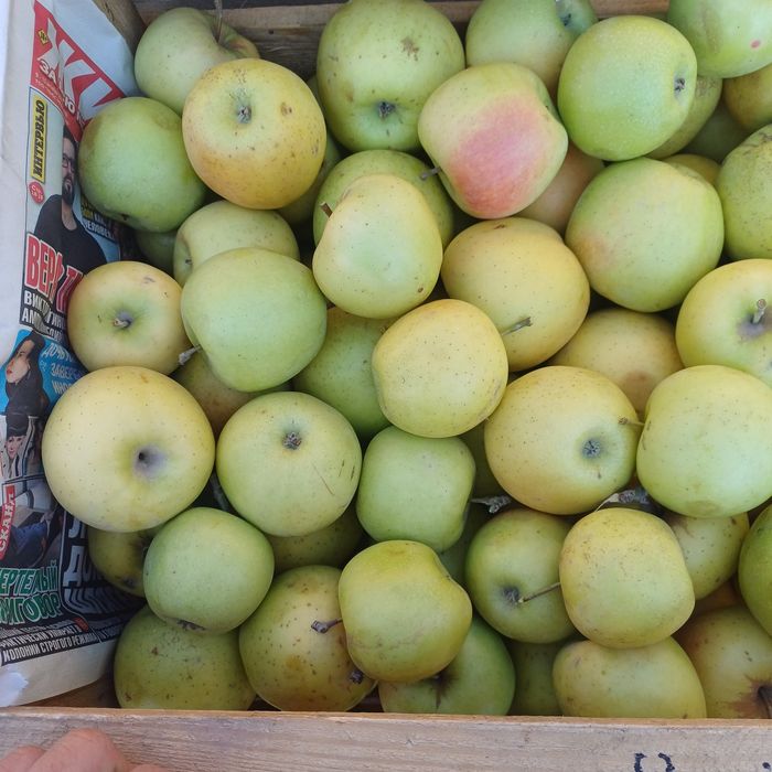 Продам яблоки второй сорт