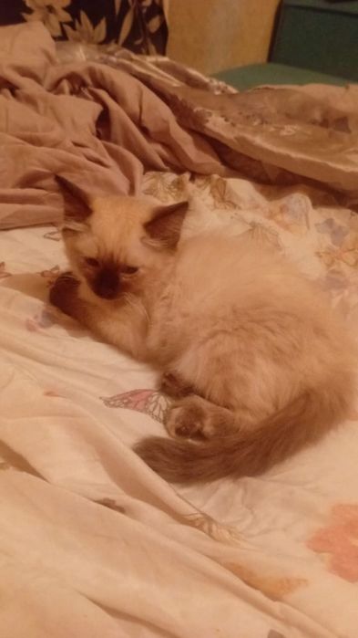 Котята сеамские 2вое девочек