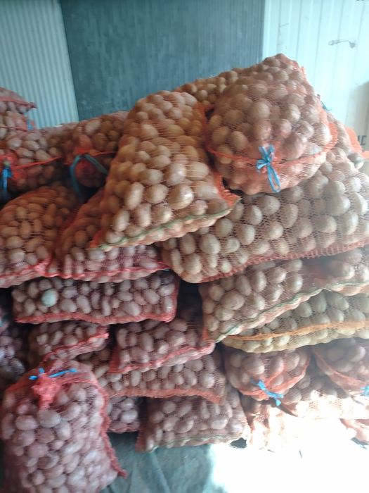 Cartofi de sămânță, roșii și albi