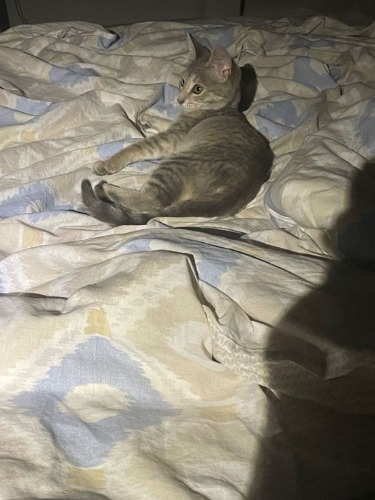 Котенок, 2 месяца, девочка