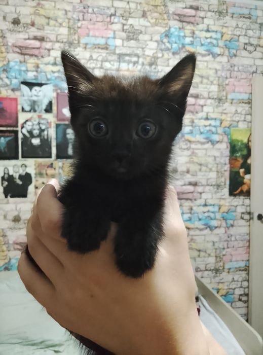 Отдам котят в хорошие руки