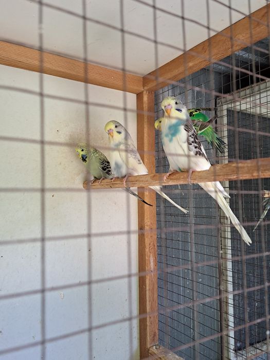 Выставочные попугаи!