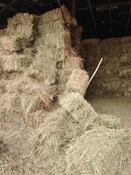 Сено Эспарцет - тюк