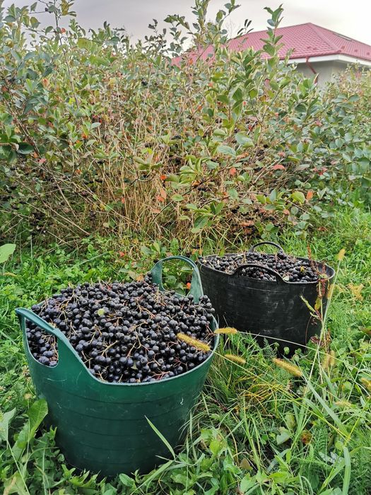 Fructe Aronia- Câmpina, Prahova