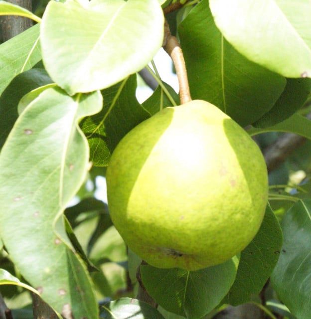 Pomi fructiferi străvechi din  Glia strămoșească soiuri de mar