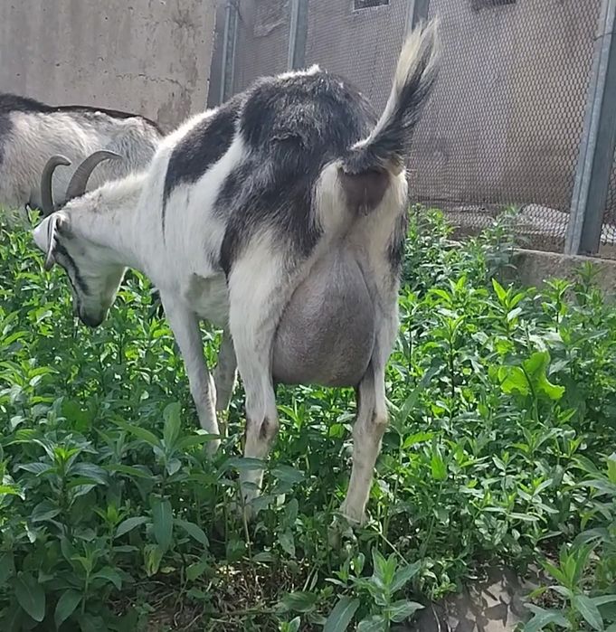 Альпийский пиакок ешкі сатылады