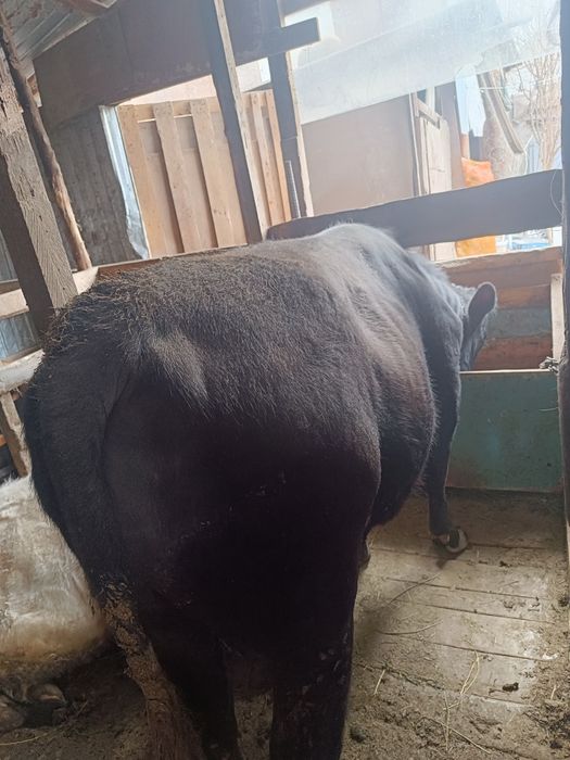 Продаеться Ангус на племя