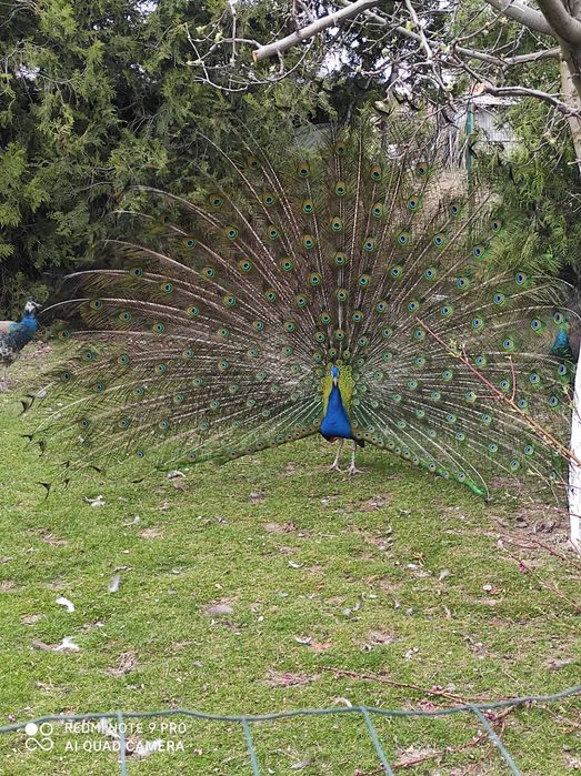 Продавам индийски пауни