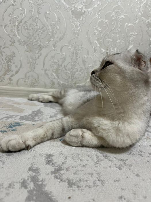 Продается кошка  пародистая