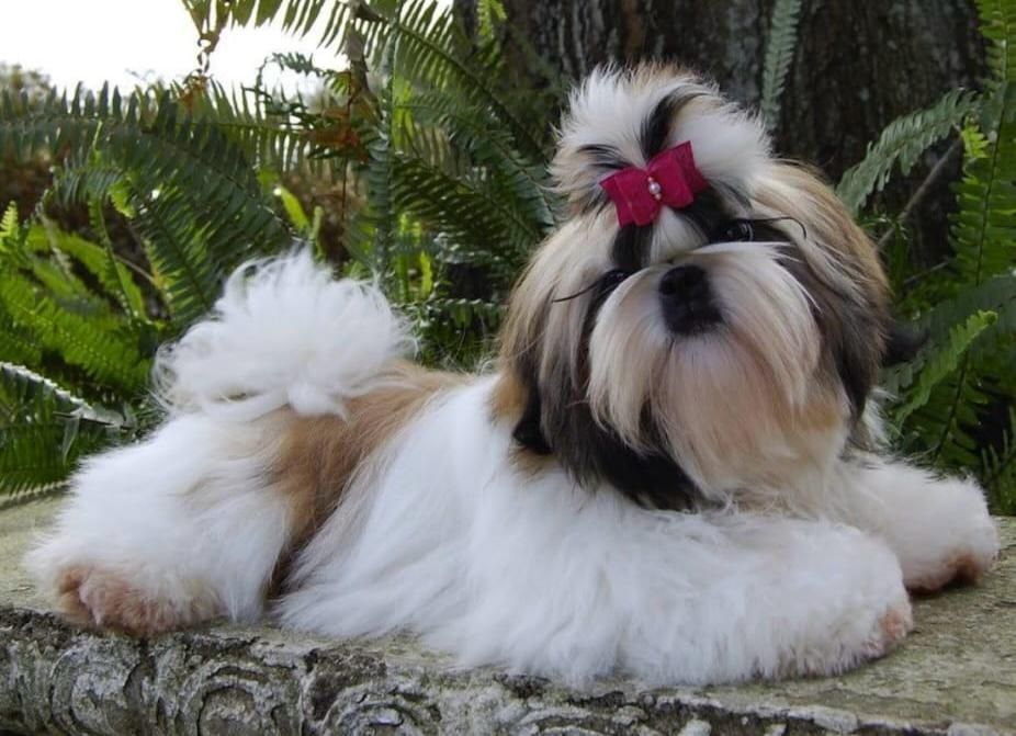 Cățel Shihtzu Mini Toy