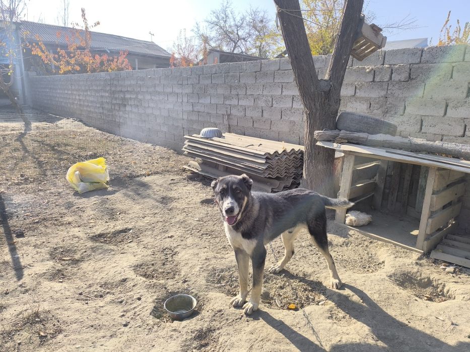 Alabay aprelda tugʻilgan 7 oylik