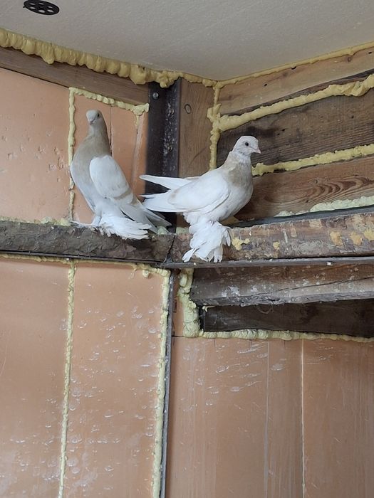 Продам голубей игра гребля тяга