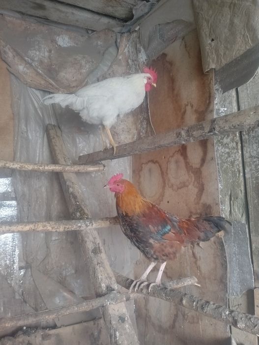 Екі әтеш сатылады