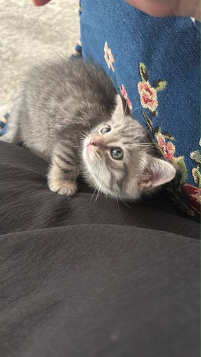 котенок в добрые руки