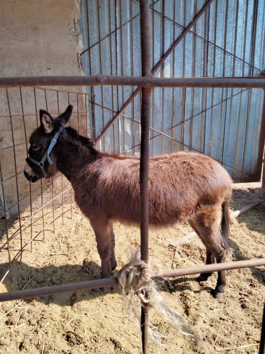 Ешек арба сатылады