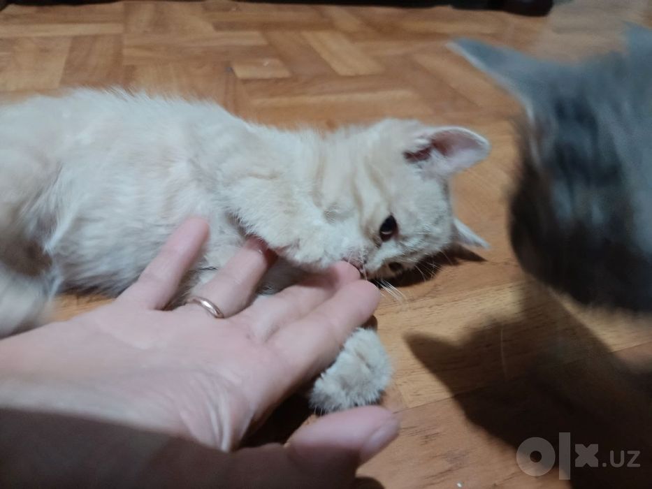 Отдам даром кошечек