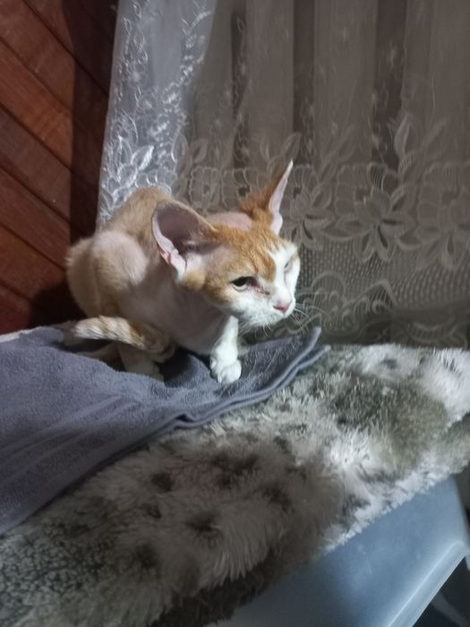 Котёнок Девон Рекс