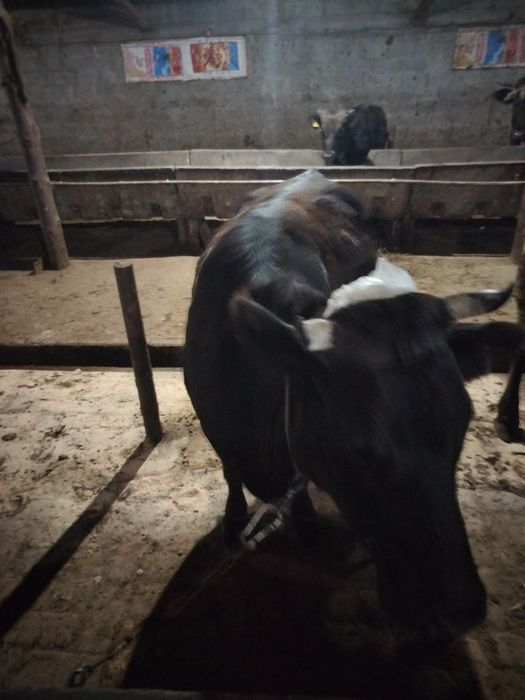 Вынужденый забой