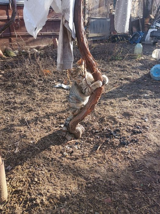 Подарявам женско коте