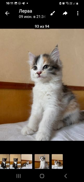 Котята 2 месяца раздаём