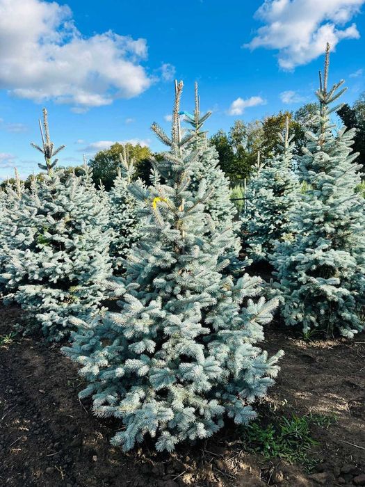 ель голубая липа ёлка береза кедр рябина дуб сосна