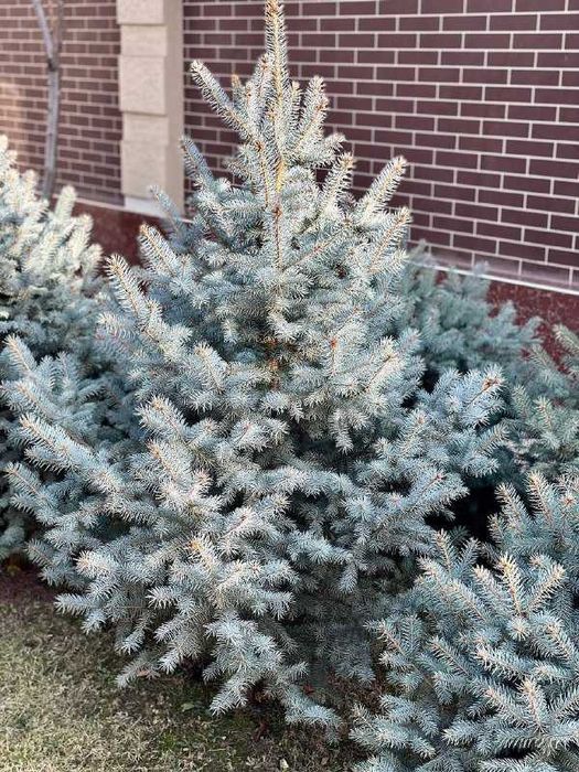 Голубая Ель - Archa Moviy Tikan