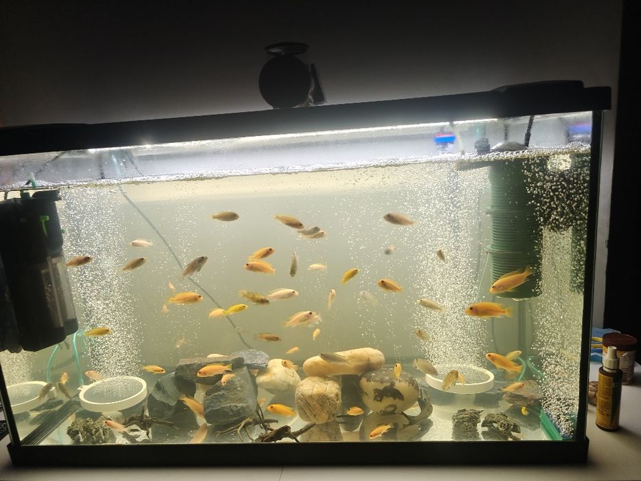 Cichlide Africane Malawi - Mbuna - Anchistrus - Pterygoplichthys Gibbi