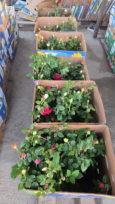 Лаванды, розы оптом