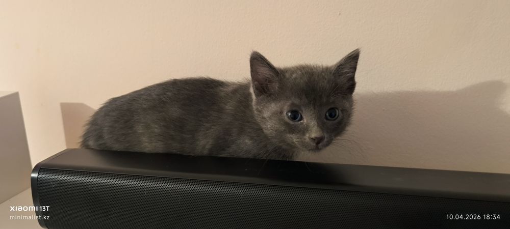 Отдам котят бесплатно