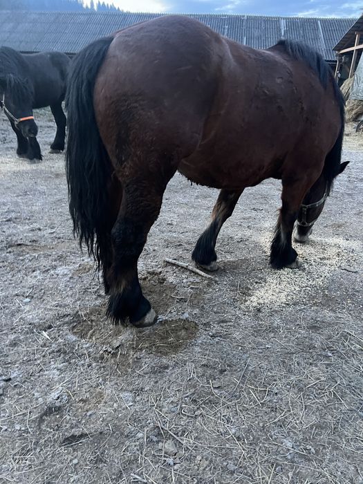 De vanzare iapa 4 ani ,