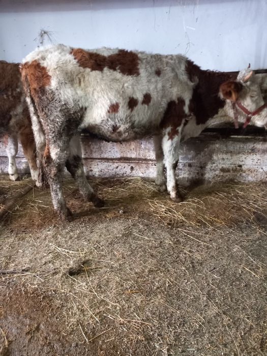 De vânzare doua junci