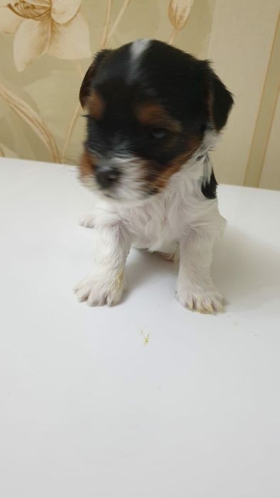 Продам щенков породы Бивер