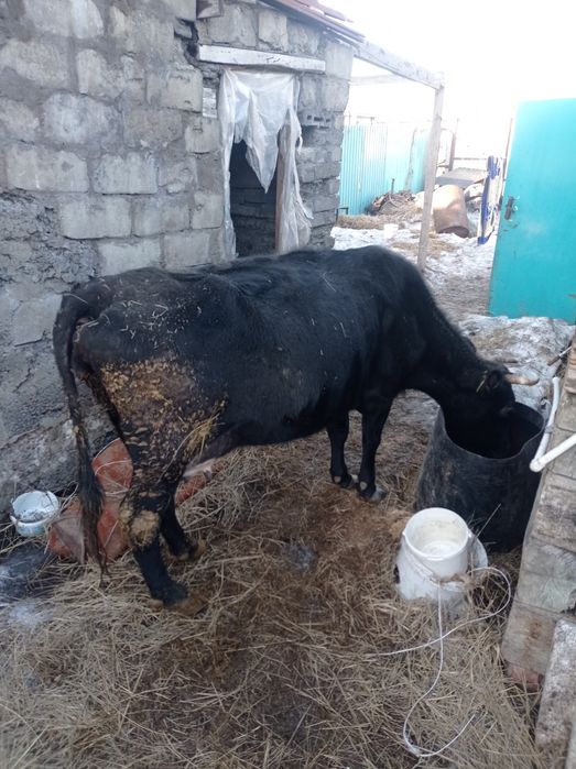 Продам корову доиную