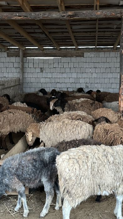 Саулық қойлар.