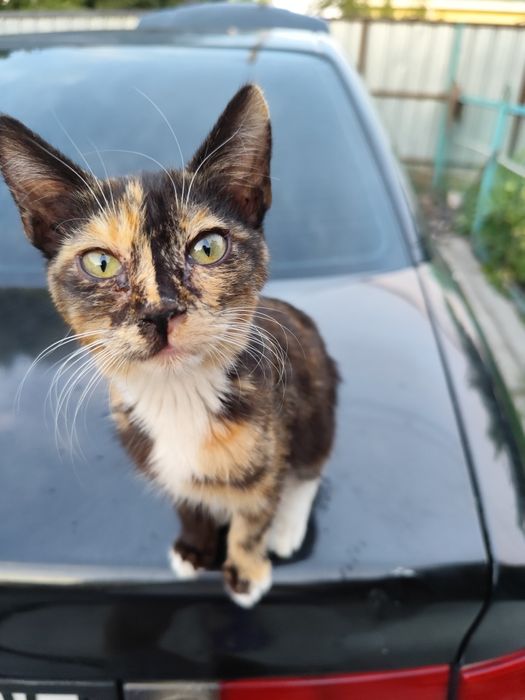 Трёхцветное счастье ищет добрые руки!